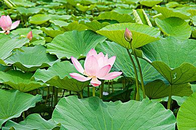 ACQUIRE推出特别网站 纪念公司成立30周年